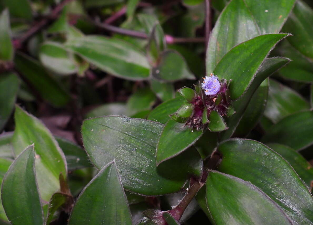 Image of Belosynapsis ciliata (Blume) R. S. Rao