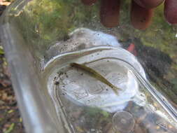 Image of Bullhead Minnow