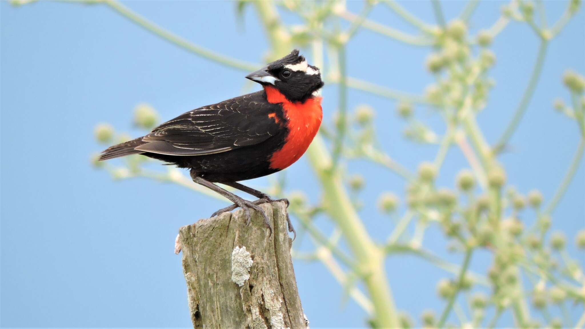 Image of White-browed Blackbird