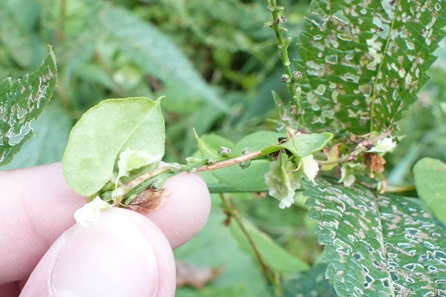 صورة Fallopia scandens var. cristatum (Engelm. & Gray) Gleason