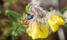 Image of Helianthemum hirtum (L.) Miller