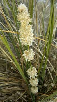 Sivun Lomandra leucocephala subsp. robusta A. T. Lee kuva