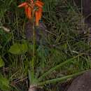 Aloe vossii Reynolds resmi