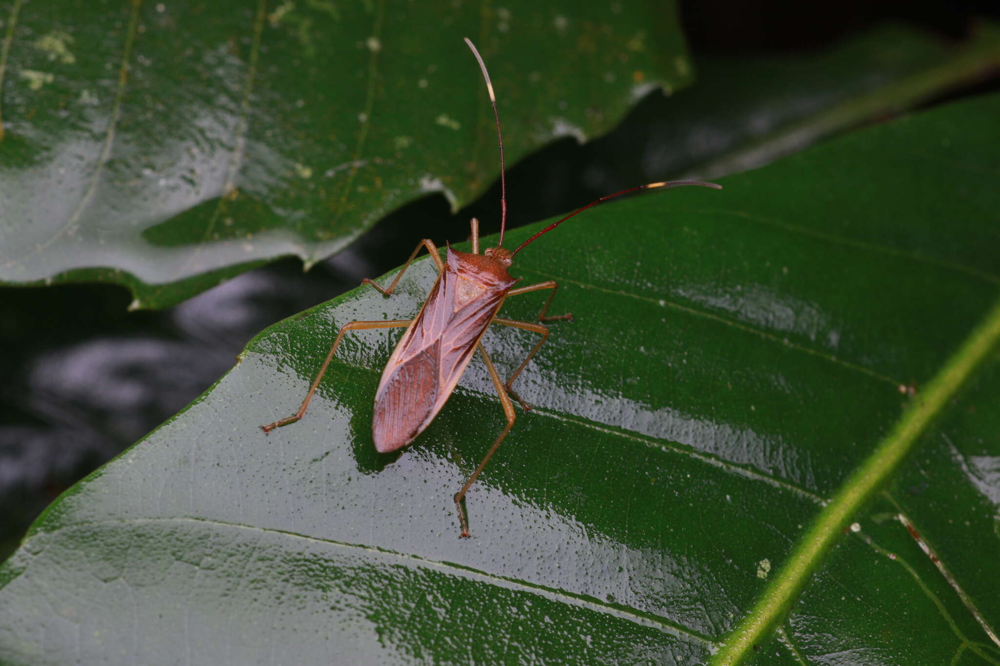 Sivun Paradasynus spinosus Hsiao 1963 kuva