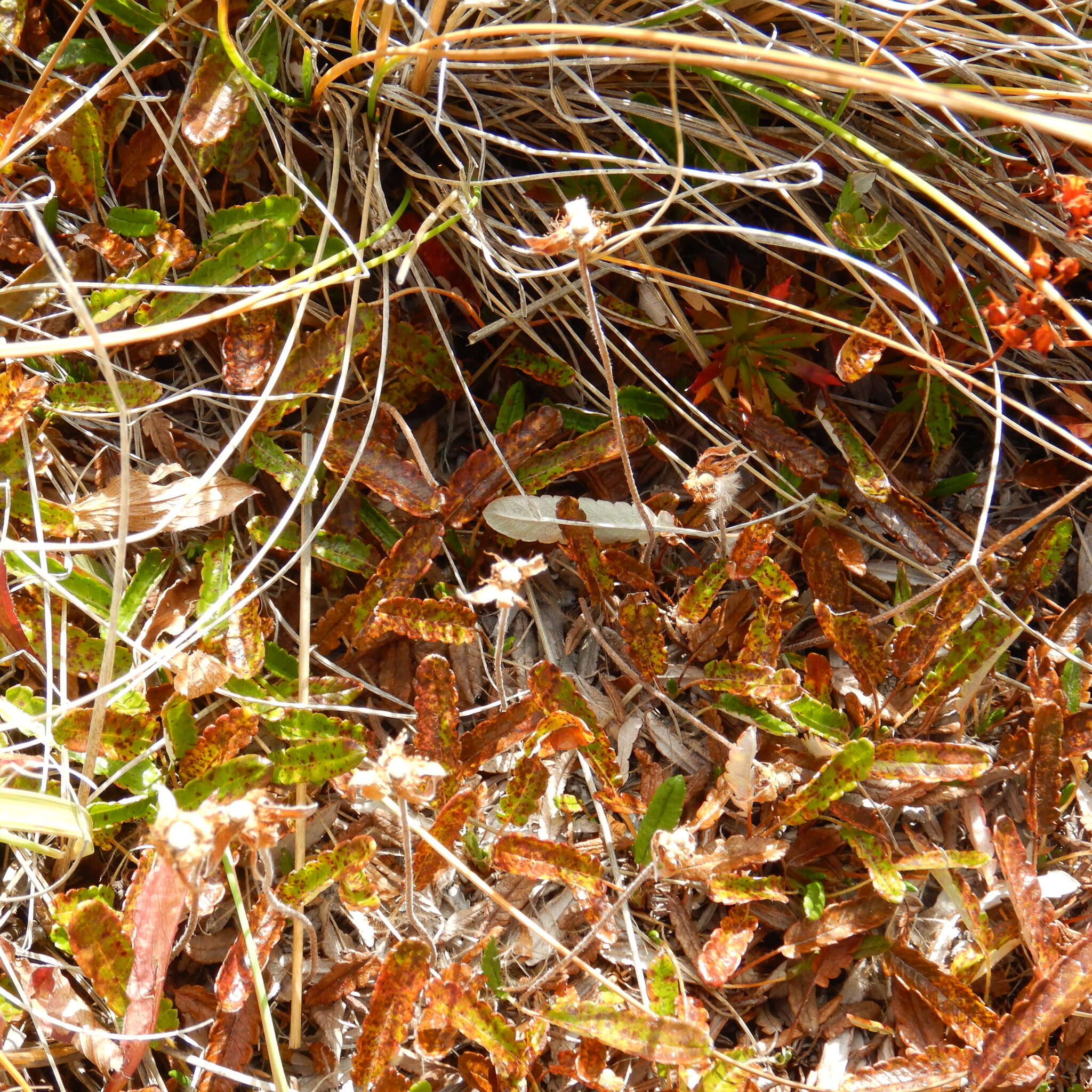 Plancia ëd Dryas integrifolia subsp. sylvatica (Hulten) Hulten