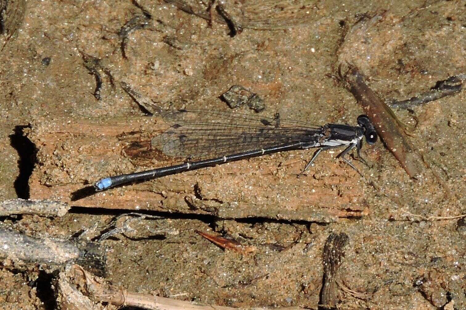 Image of Blue-tipped Dancer