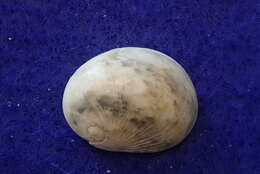 Image of polished nerite