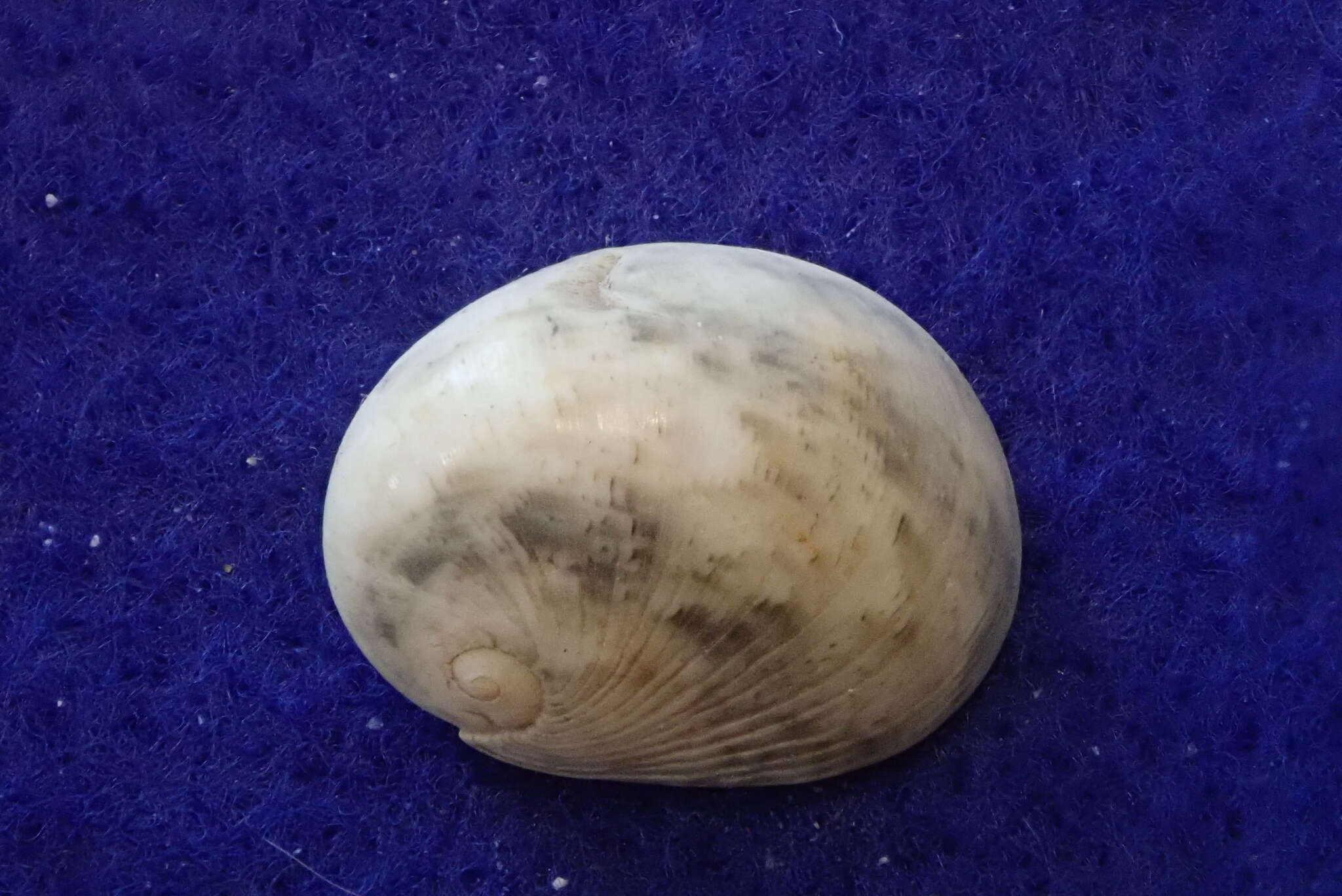 Image of polished nerite