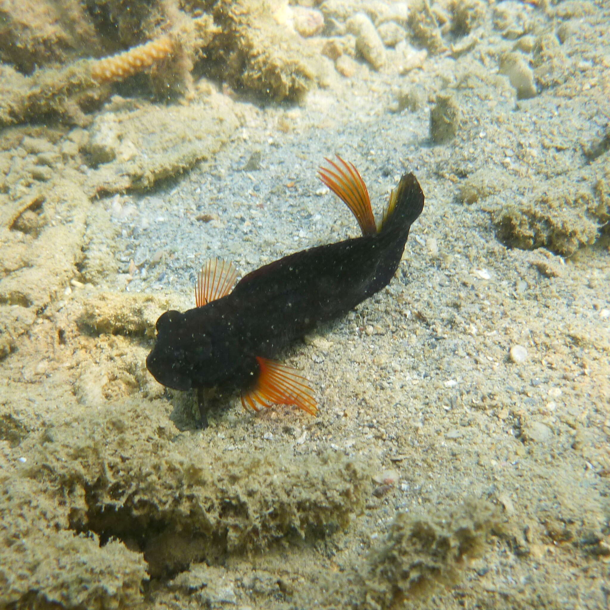 Image of Brown coral blenny