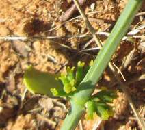 Image de Viscum rotundifolium L. fil.