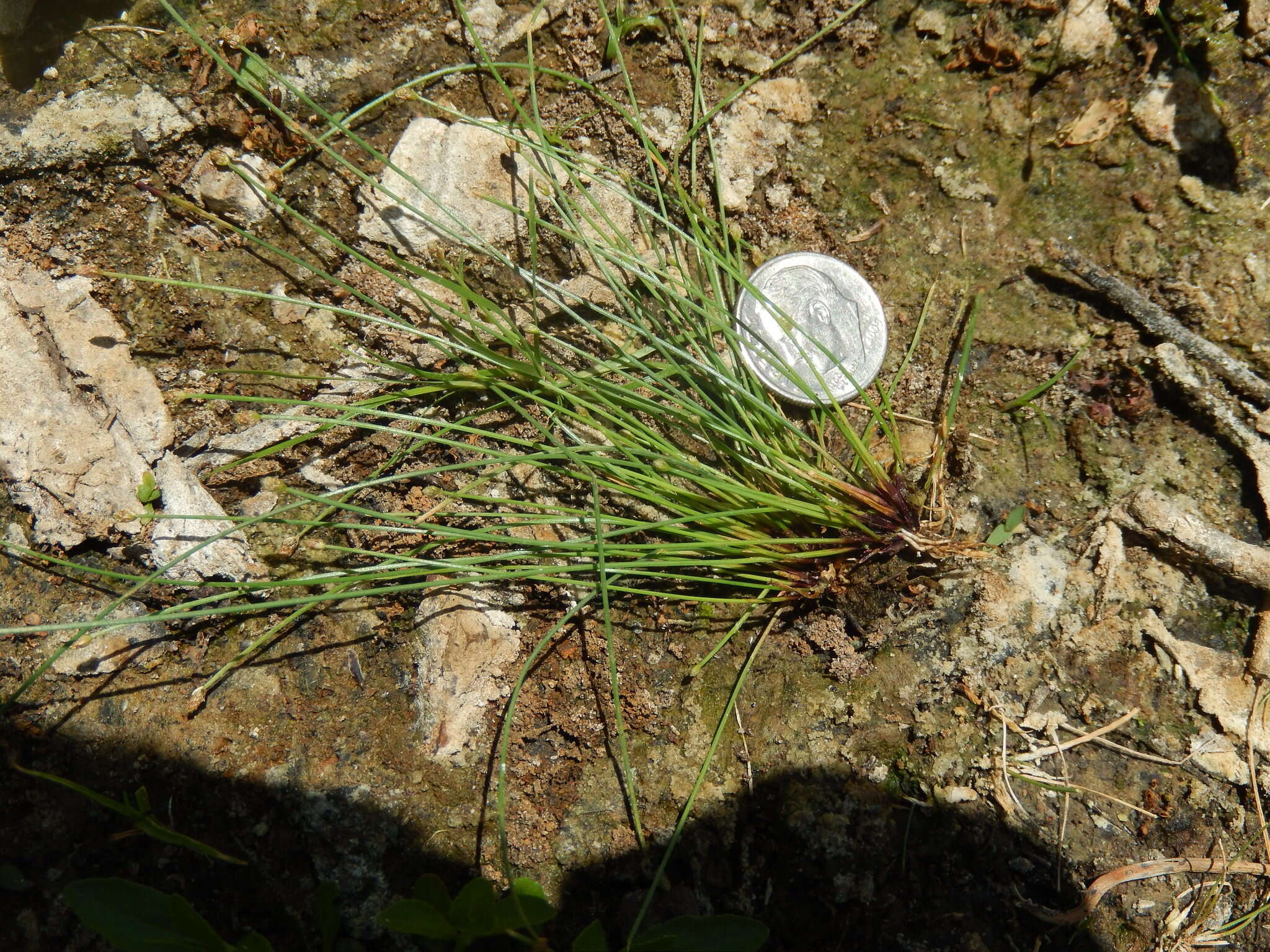 Sivun Eleocharis atropurpurea (Retz.) J. Presl & C. Presl kuva