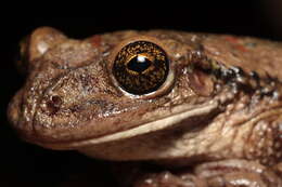 Image of Black-spotted Casque-headed Treefrog