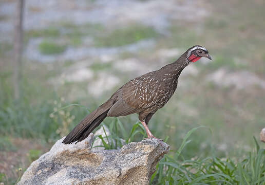 Image of White-browed Guan