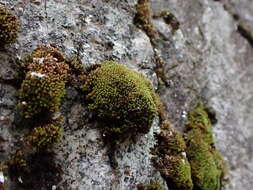 Image of grimmia dry rock moss