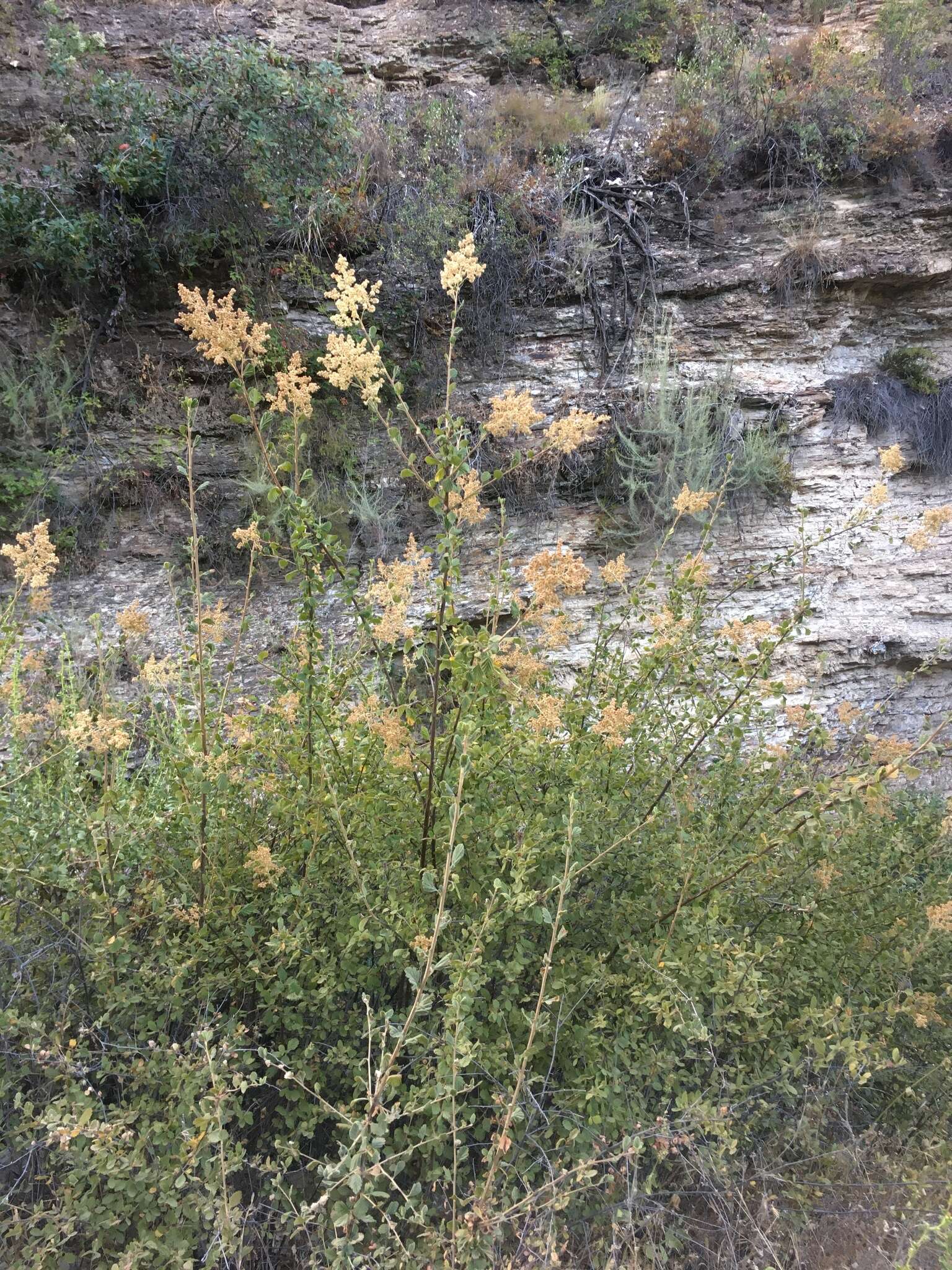 Plancia ëd Holodiscus discolor var. discolor