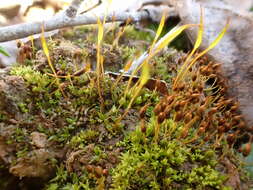 Image of triangular pygmy-moss