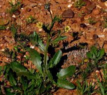 Image of Osteospermum monstrosum (Burm. fil.) J. C. Manning & Goldblatt