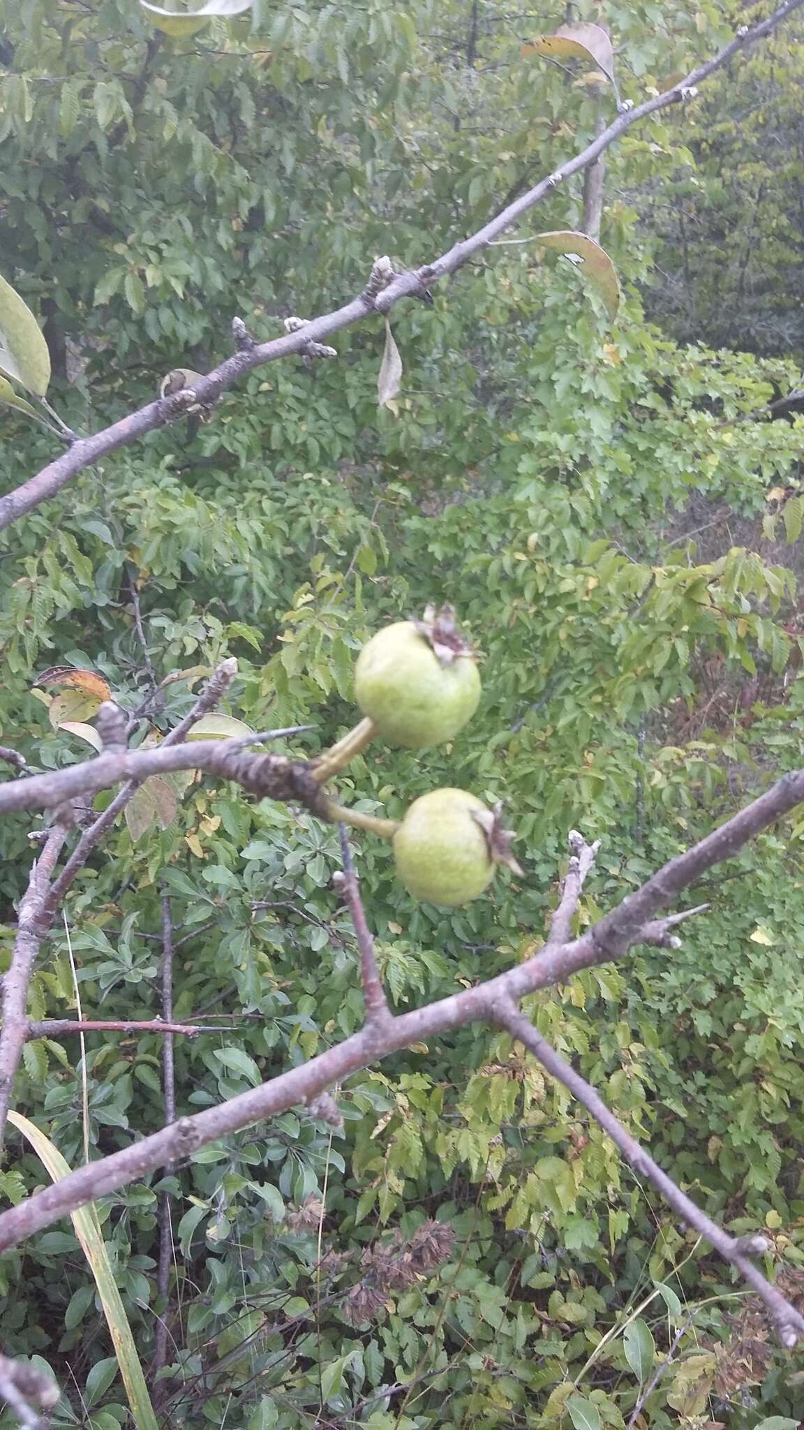 Pyrus elaeagrifolia Pall. resmi