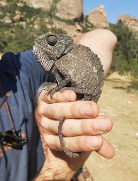 Image de Chamaeleo chamaeleon orientalis Parker 1938