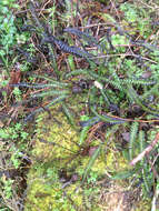 Image of Antarctic hard-fern