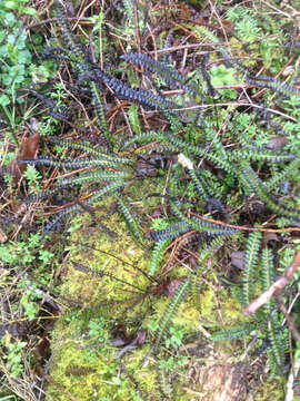 Image de Austroblechnum penna-marina subsp. penna-marina