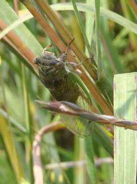 Image of Plains Dog-day Cicada