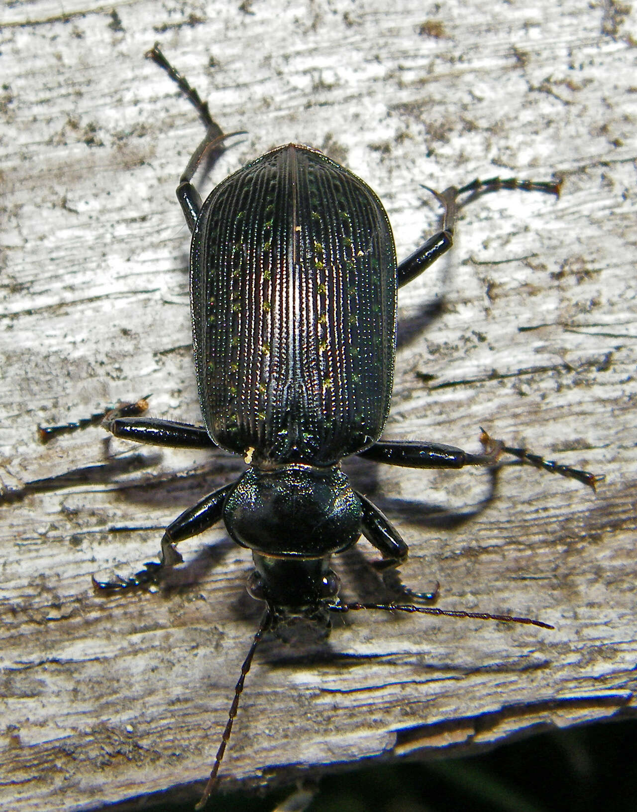 Calosoma (Castrida) sayi Dejean 1826的圖片