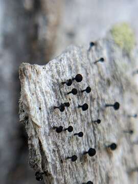 Image of mycocalicium lichen