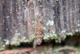 Image of Metalimnobia (Metalimnobia) quadrinotata (Meigen 1818)