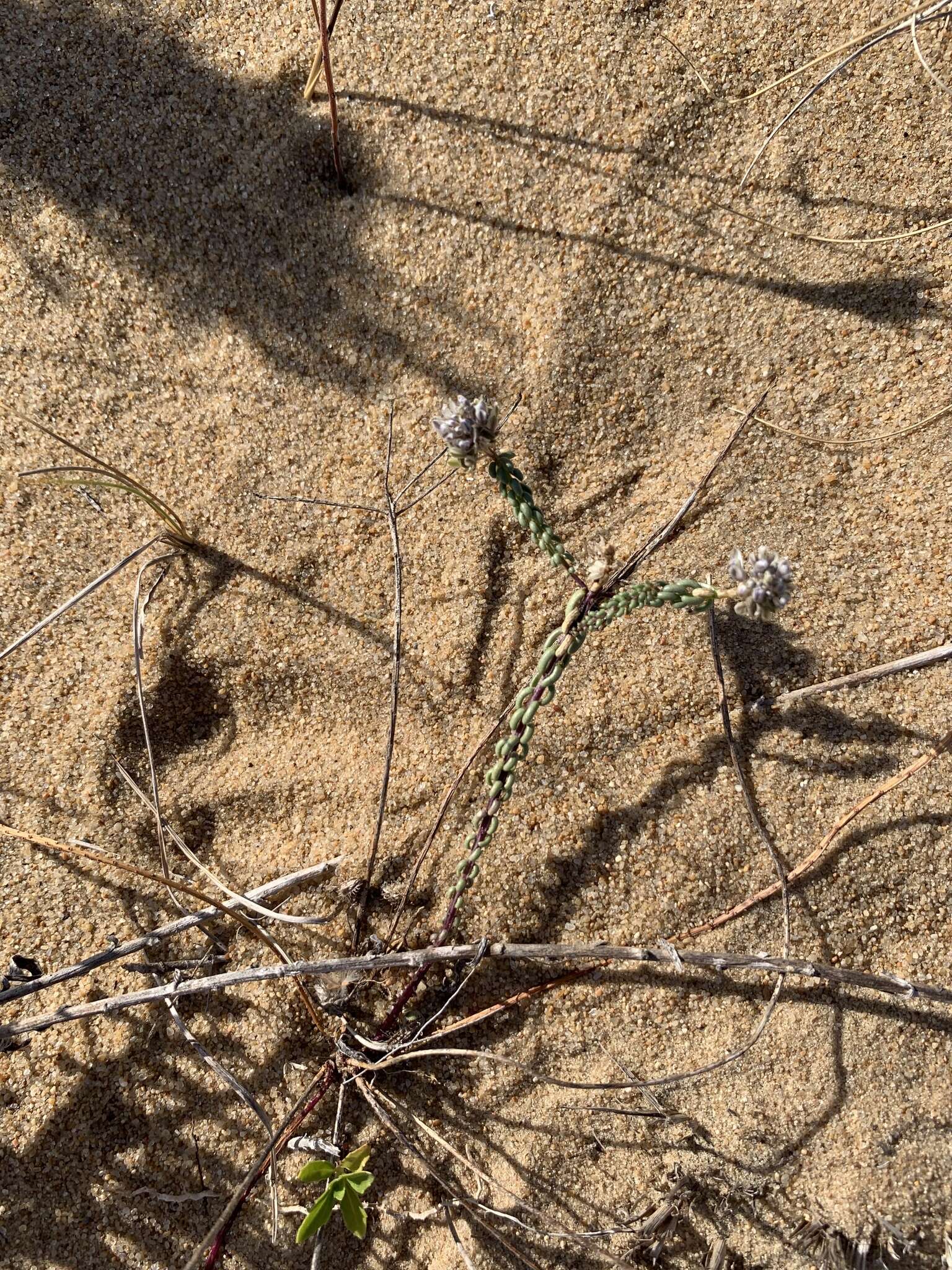 Image of Polygala cyparissias A. St.-Hil.