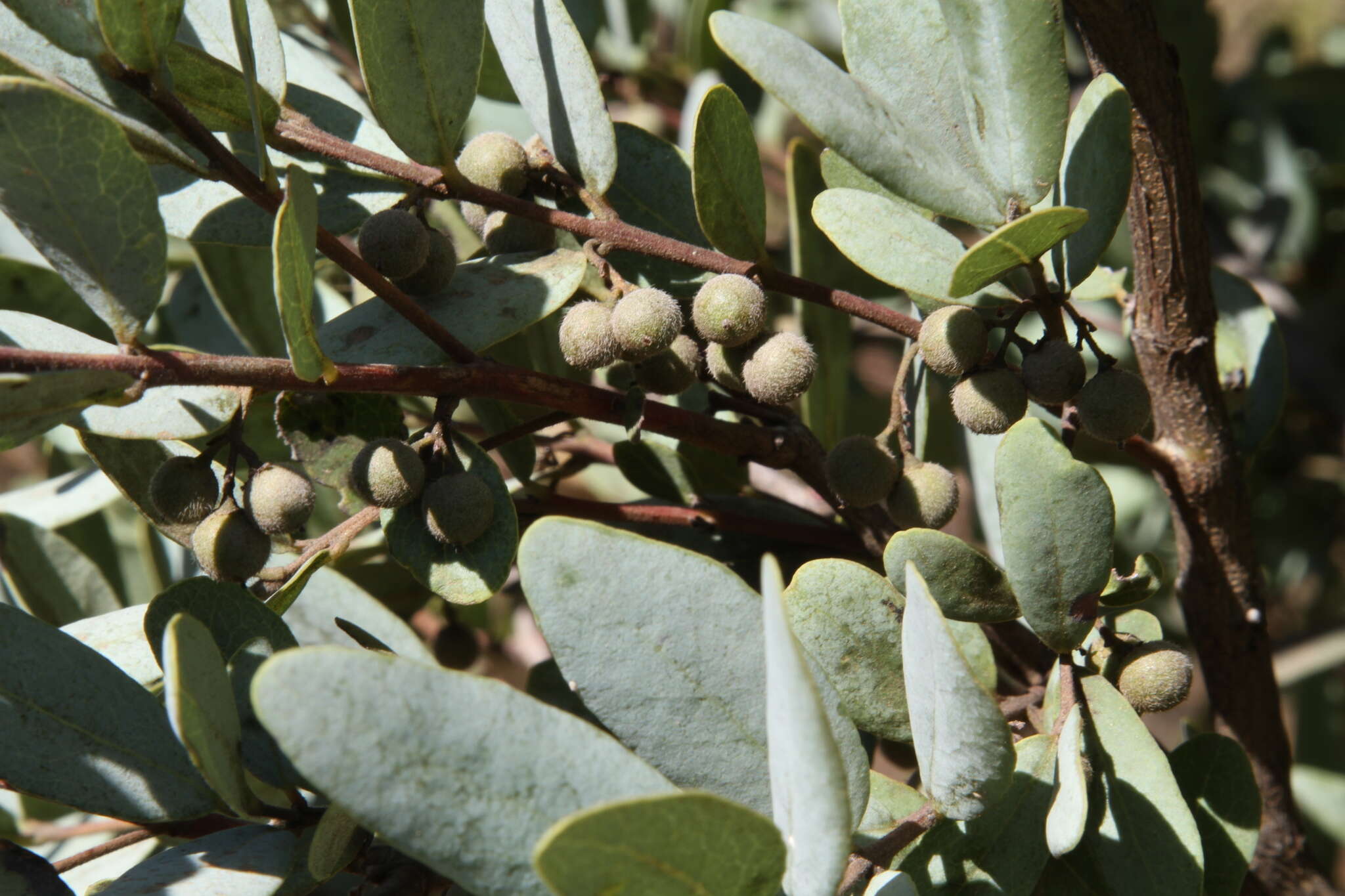 Image de Euclea crispa (Thunb.) Gürke