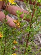 Image of Carolina St. John's-Wort