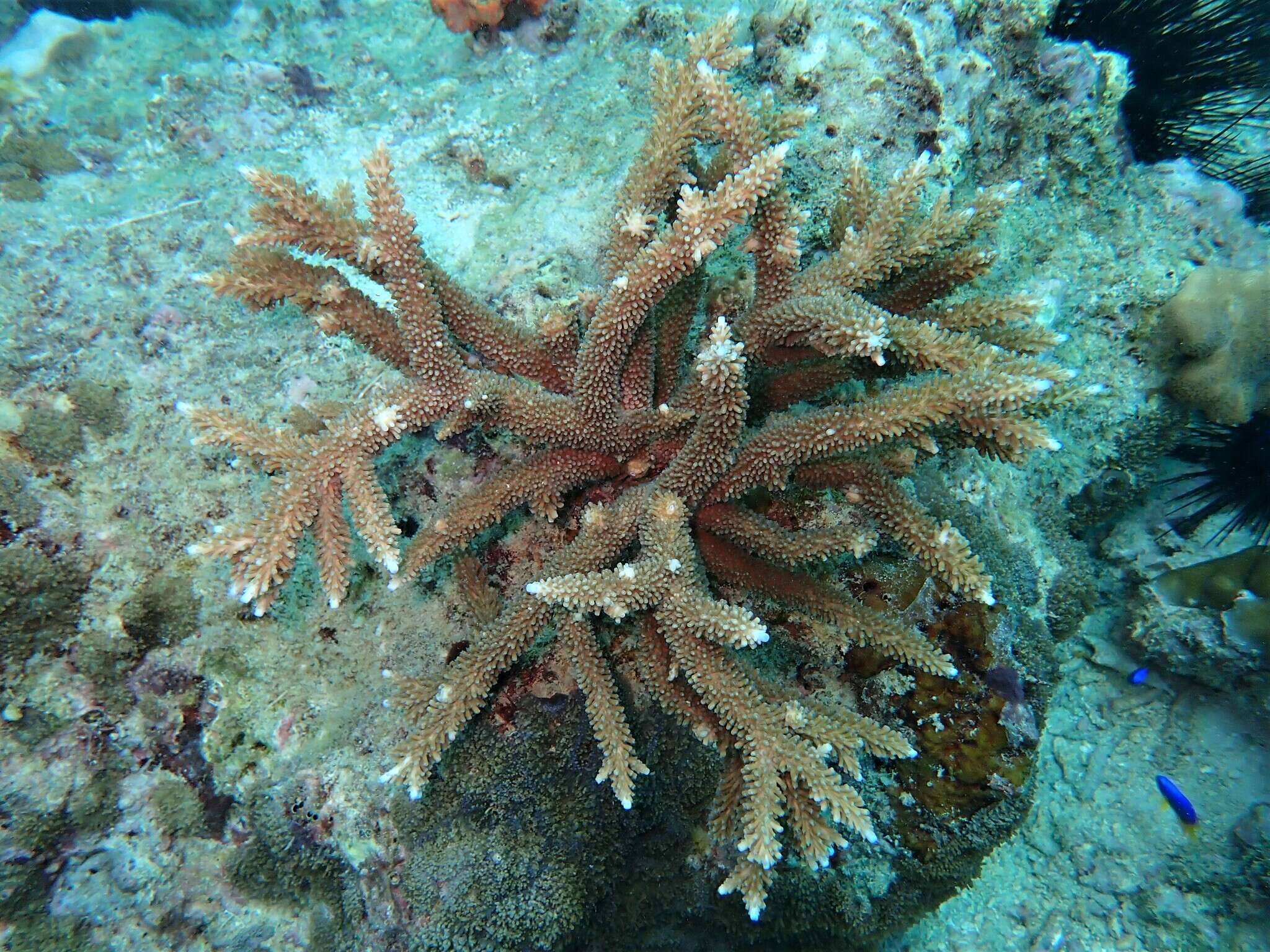 Слика од Acropora abrotanoides (Lamarck 1816)