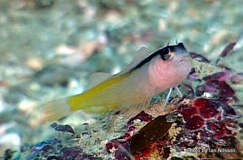 Image of Yellow-and-black Triplefin