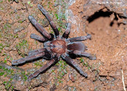 Image of Thrigmopoeus