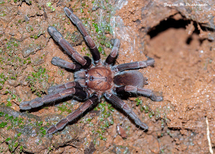 Image of Thrigmopoeus