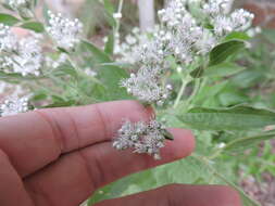 Image of lateflowering thoroughwort