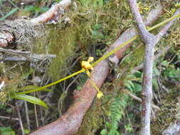 Image of winged-lady orchid