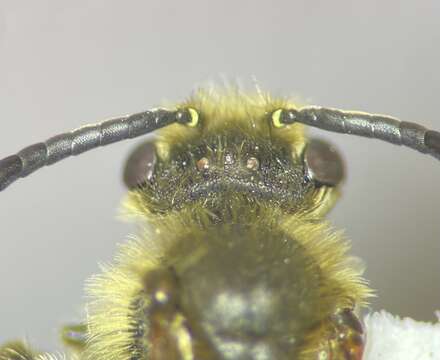 Image of Andrena imitatrix Cresson 1872