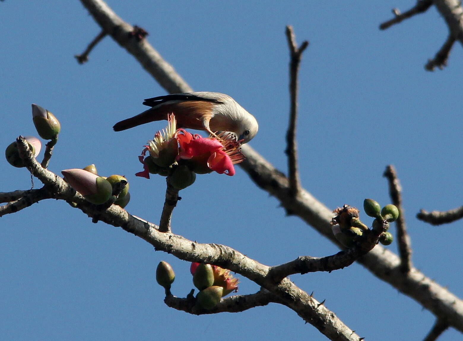 Image of Chestnut-tailed Starling