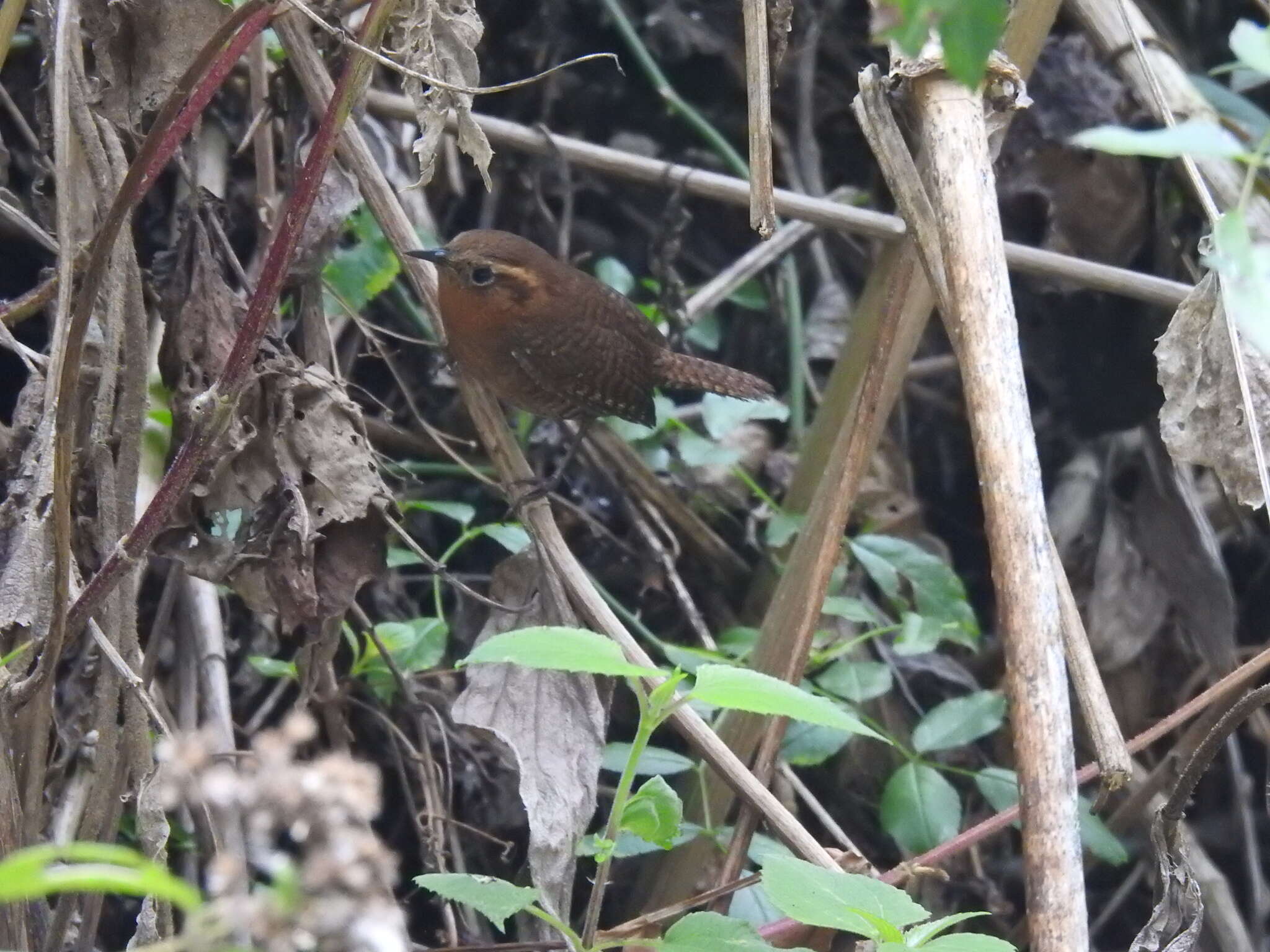 Image of Rufous-browed Wren