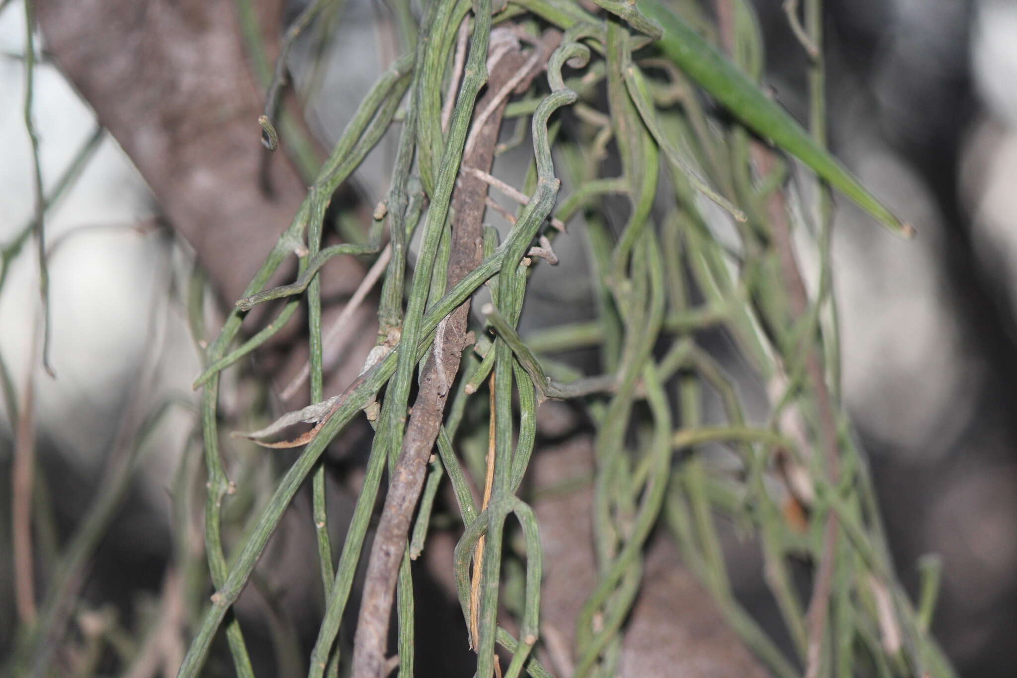 Image of Milk-rope