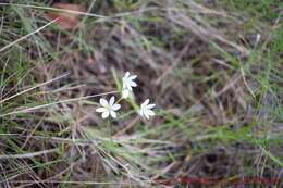 Image of Allium subhirsutum L.