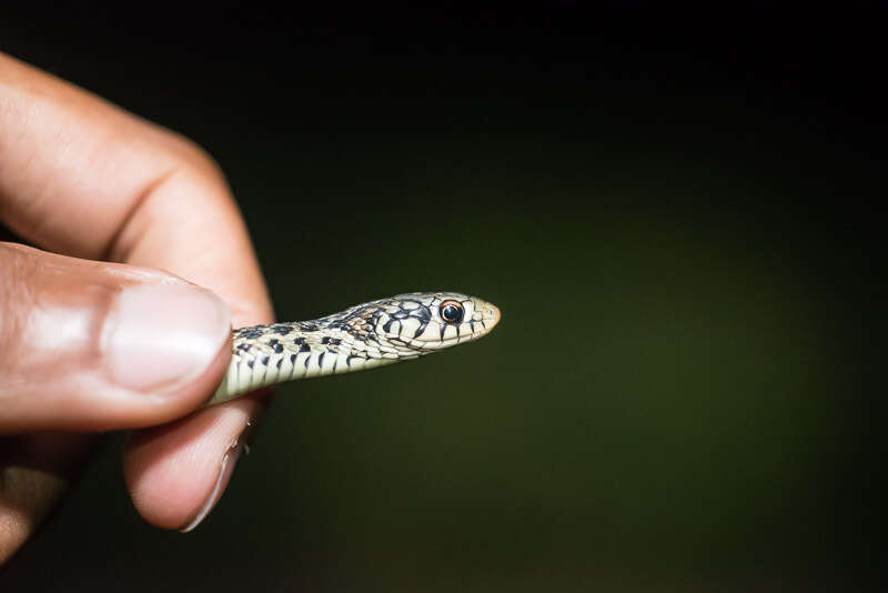 Image of Thamnophis sirtalis sirtalis (Linnaeus 1758)