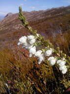 Image of Erica monsoniana var. monsoniana