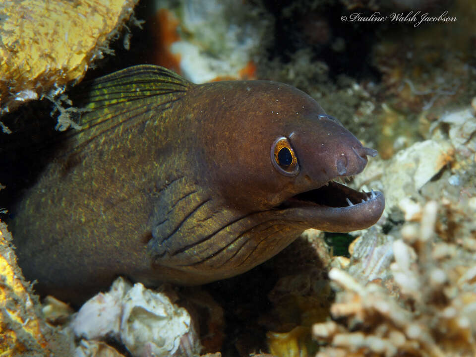 Слика од Gymnothorax vicinus (Castelnau 1855)