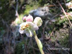 Image of Pyrola morrisonensis (Hayata) Hayata