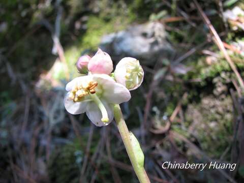 Image of Pyrola morrisonensis (Hayata) Hayata