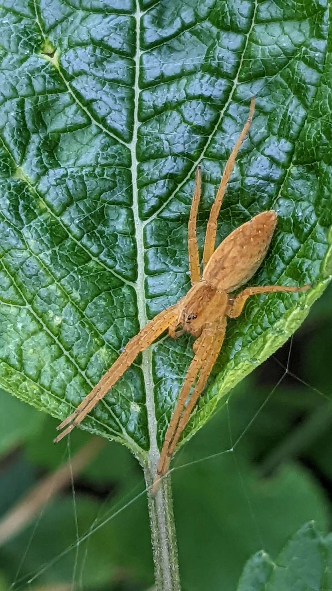 صورة Dolomedes sulfureus L. Koch 1878