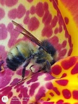 Image of Bombus weisi Friese 1903